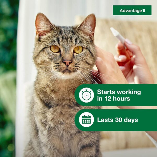 Advantage II Large Cat Flea Treatment - Cats Over 9 lbs - 6-Month Supply - Image 5